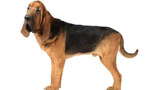 穿越三角洲寻血猎犬(穿越三角洲寻血猎犬真的存在吗?) 穿越三角洲寻血猎犬(穿越三角洲寻血猎犬真的存在吗?)